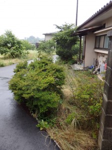 庭木
